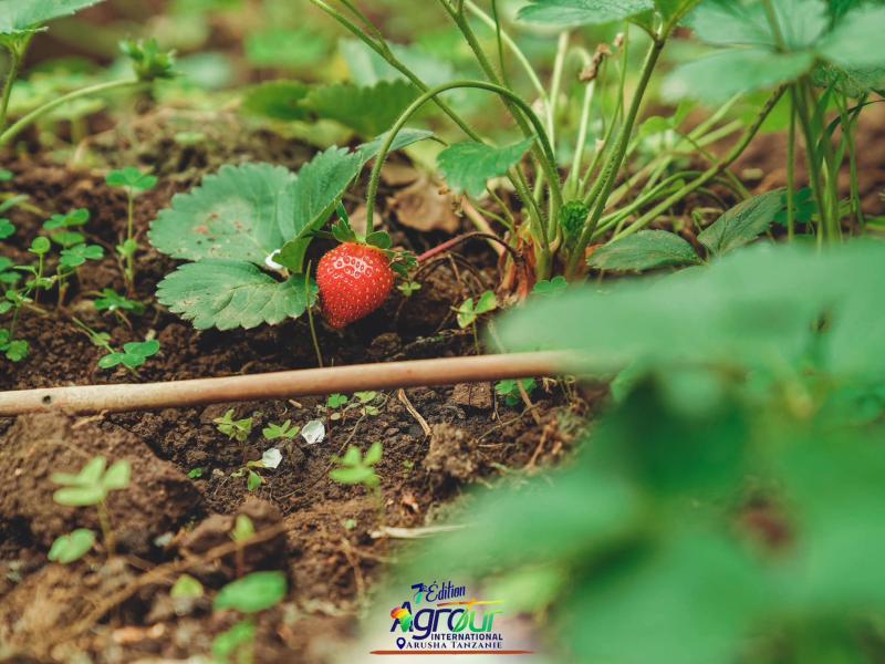 Photographie 22 de Jour 5 : Agrotour International 2024