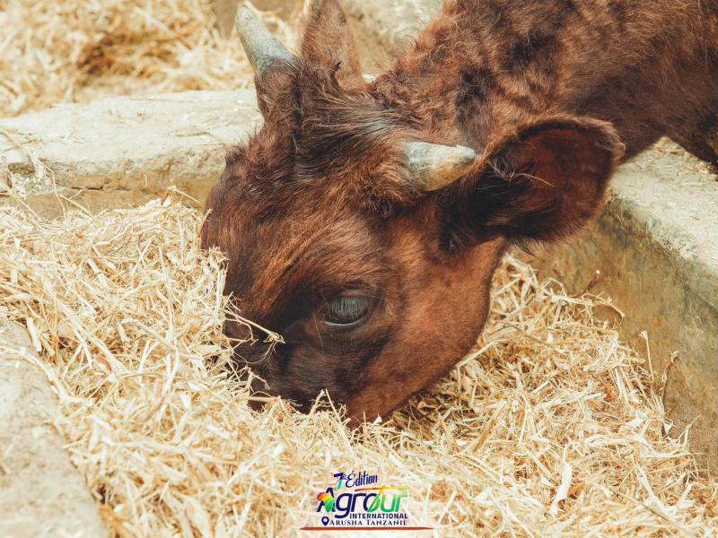 Photographie 33 de Jour 5 : Agrotour International 2024