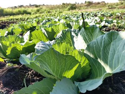 Témoignage d’un Agripreneur du Haut-Uélé : L’Impact Transformateur de l’AgroTour Tanzanie 2024